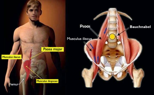 Psoas major