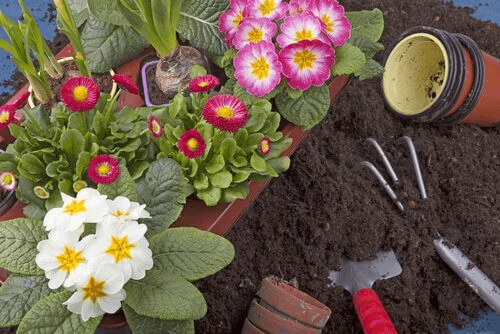 10 Pflegeleichte Pflanzen Fur Deinen Garten Besser Gesund Leben