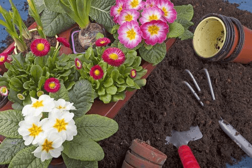 10 pflegeleichte Pflanzen für deinen Garten!