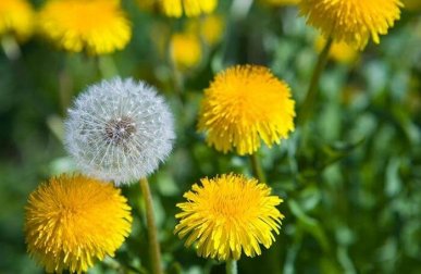 Löwenzahn als Heilpflanze und Gemüse