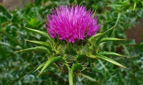 Mariendistel