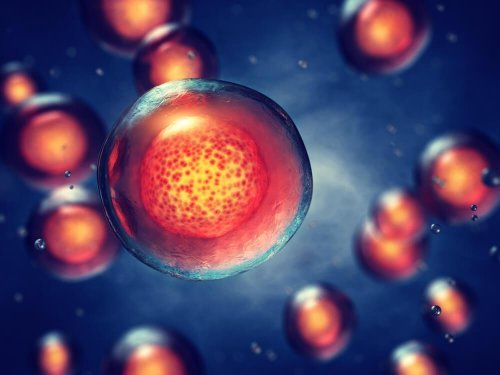 Stammzellen haben ein Differenzierungspotenzial