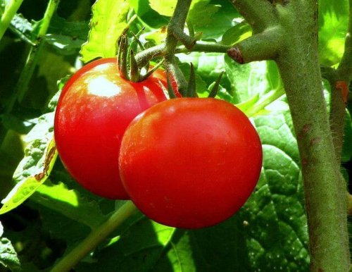 Tomate gegen schwere Verstopfung