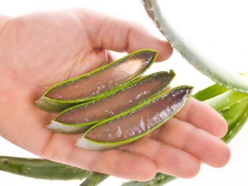 Naturprodukte zur Feuchtigkeitspflege: Aloe Vera und Rosenöl