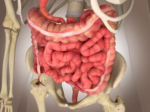 Stuhlgang - Physiologie des Dickdarms