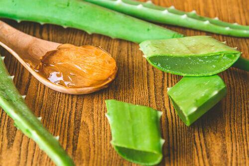 Aloe Vera - trockene Lippen