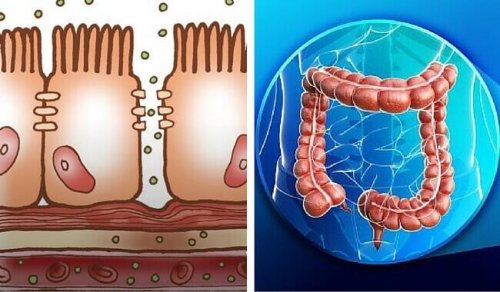 Substanzen - Physiologie des Dickdarms
