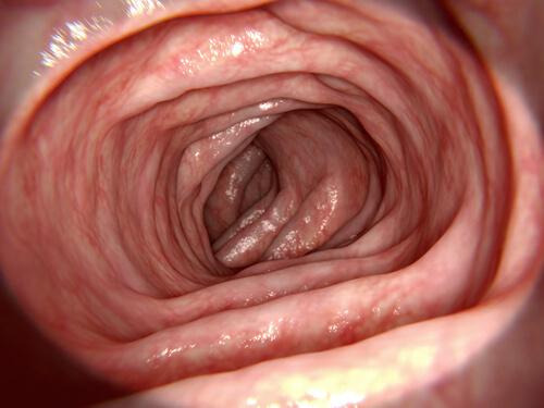 Absorption - Physiologie des Dickdarms