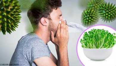 6 Gründe, warum Alfalfa so gesund ist