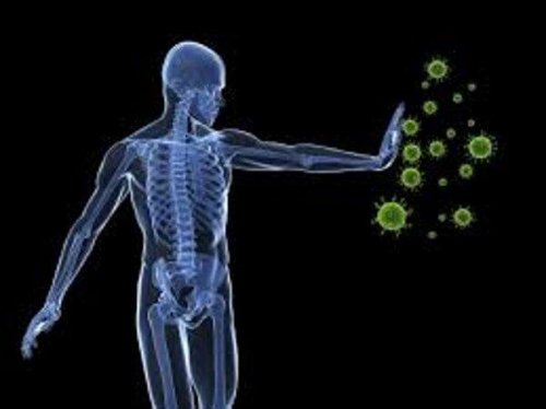 Alfalfa stärkt das Immunsystem