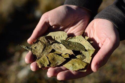 Tee aus Coca-Blättern ist anregend