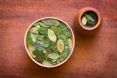 Warum Tee aus Coca-Blättern gut für die Gesundheit ist
