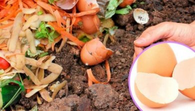 5 alternative Verwendungsmöglichkeiten für Eierschalen