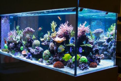 Weitere Tipps für die Aquarium-Reinigung