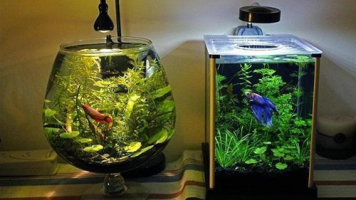 Wie du ein Aquarium richtig reinigst