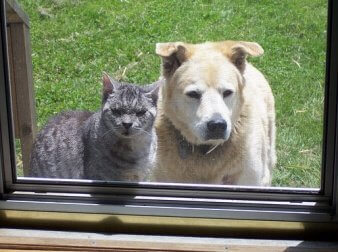 ein Haustier für die Familie - Hund oder Katze?