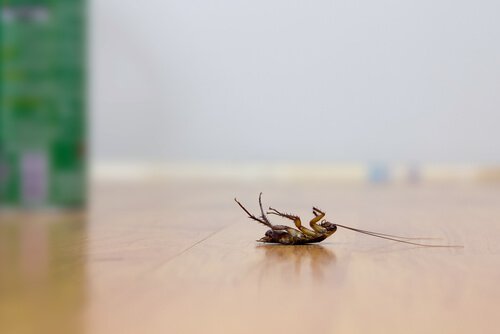 4 Tipps wie du Kakerlaken ohne Insektizide beseitigen kannst