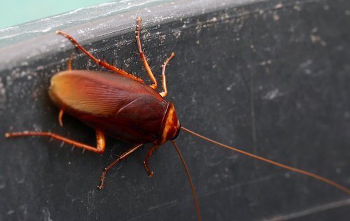 Kakerlaken ohne Insektizide abschrecken und Gefahren von Kakerlaken