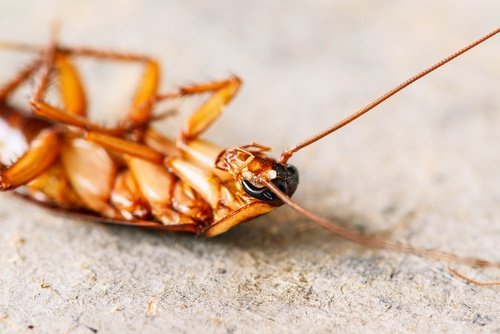 Mit Kieselgur Kakerlaken ohne Insektizide abschrecken