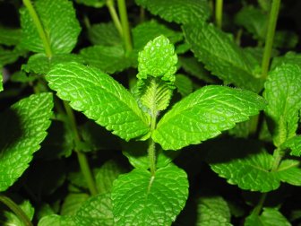 Minze im Garten