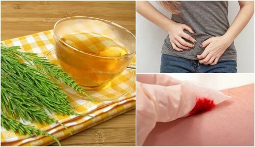 Positive Eigenschaften des Acker-Schachtelhalms