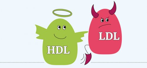 Unterschied gutes Cholesterin (HDL) und schlechtes Cholesterin (LDL)