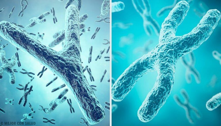 Der genetische Ursprung des Geschlechts