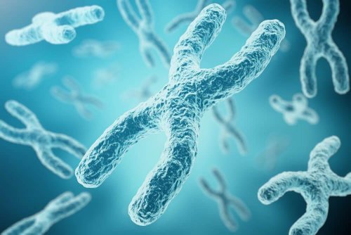 Der genetische Ursprung des Geschlechts Inaktivierung des Chromosoms