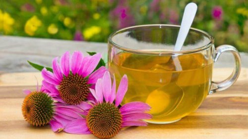 Behandlungen gegen Zystitis: Echinacea