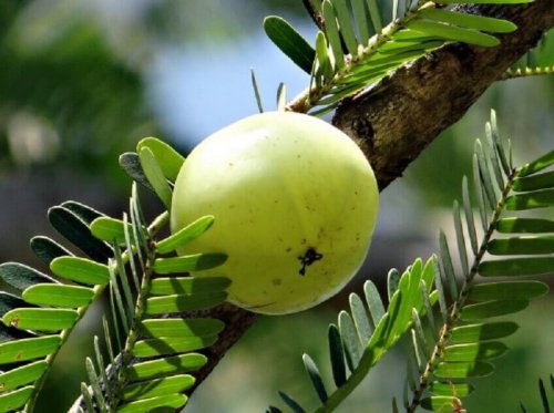 Entgiftung der Bauchspeicheldrüse durch indische Stachelbeere