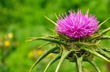 Feiertags-Exzesse: So kann Mariendistel dir helfen
