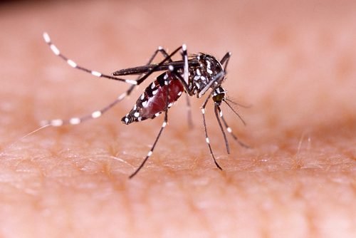 Stechmücken und Mückenschutzmittel