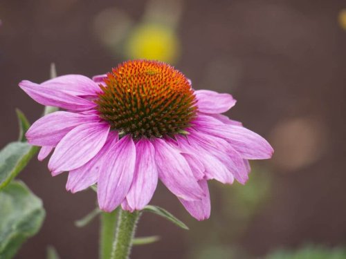 Sonnenhut als natürliche Antibiotia