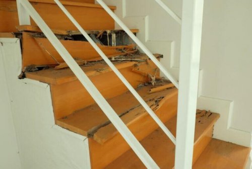 Wie man Termiten im Haus bekämpft Wie man Termiten im Haus bekämpft