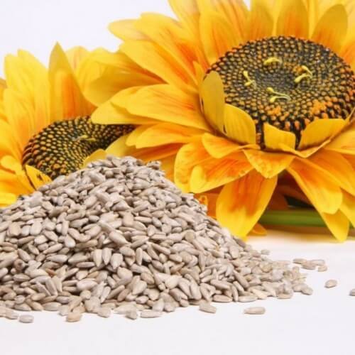 Trockenfrüchte und Nüsse enthalten Vitamine