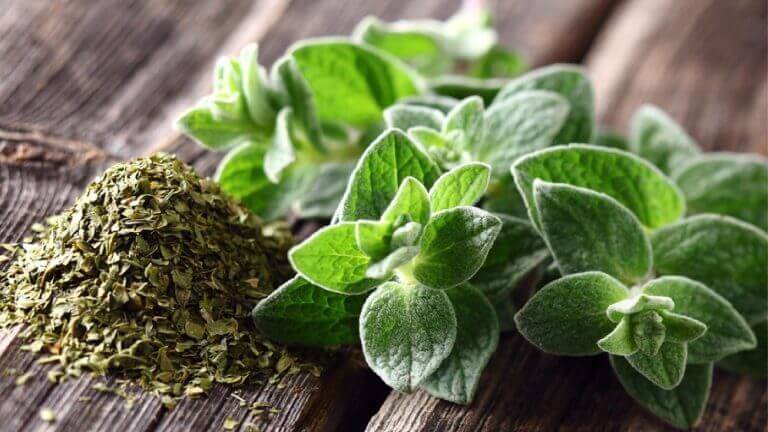 Hausmittel mit Oregano und Olivenöl für die Atemwege