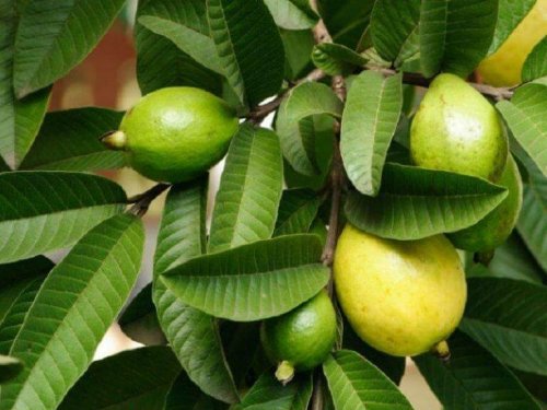 Die Guavenpflanze für geschädigte Haare