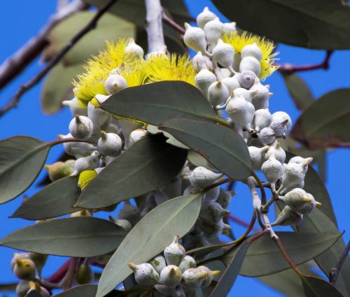 Mallee Mückenschutz