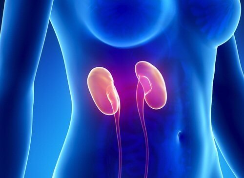 Nephrolithen