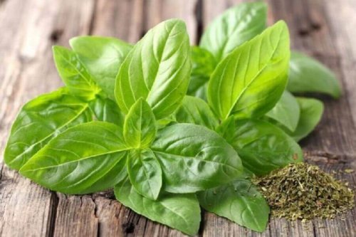 Nierensteine loswerden mit Basilikumtee