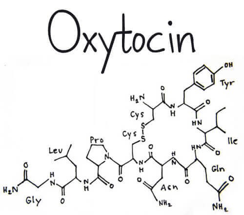 Was ist das Hormon Oxytocin?