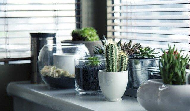 5 schöne Deko-Ideen für deinen Kaktus