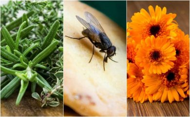 6 natürliche Mittel gegen Fliegen im Haus