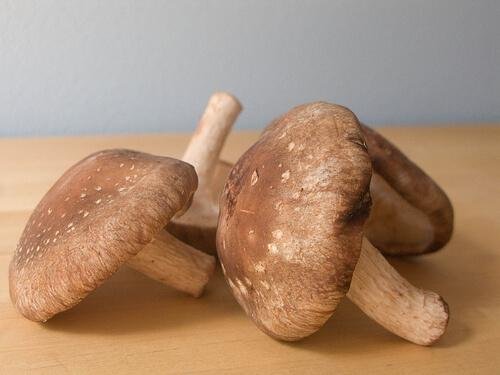 Pilze mildern Begleiterscheinungen von Eierstockkrebs