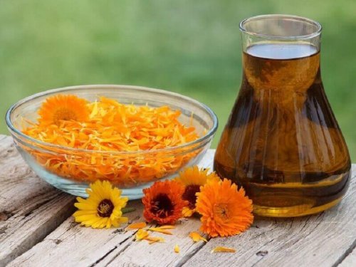 Ringelblume hilft gegen Fliegen im Haus