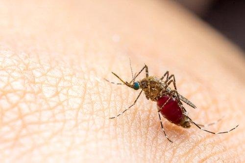 Tipps zur Mückenabwehr.