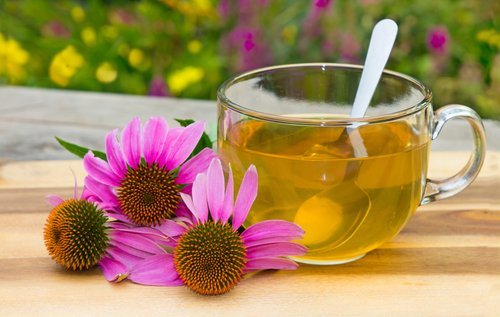 Echinacea Tee steigert die Abwehrkräfte