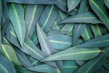 Eukalyptus zur Linderung von Atemwegsproblemen