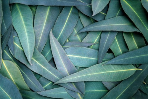 Eukalyptus zur Linderung von Atemwegsproblemen