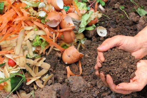 Naturdünger selbstmachen: 5 Methoden